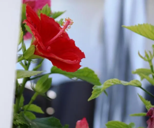 Semesterbostad Evilio *